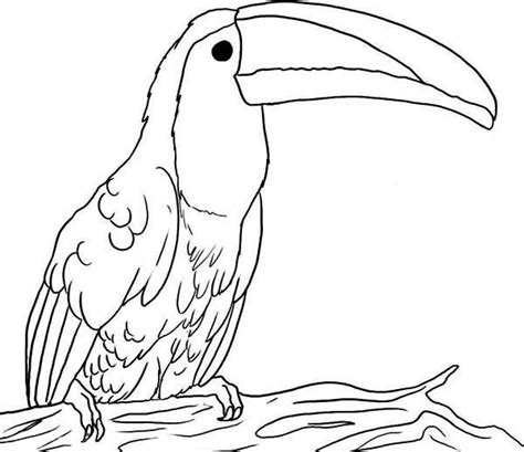 Toucan Big Beak Toucan Coloring Page Coloring Pages Toucans Art