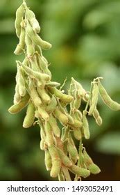 Soybean Plantations Handling Brazilian Agribusiness Stock Photo