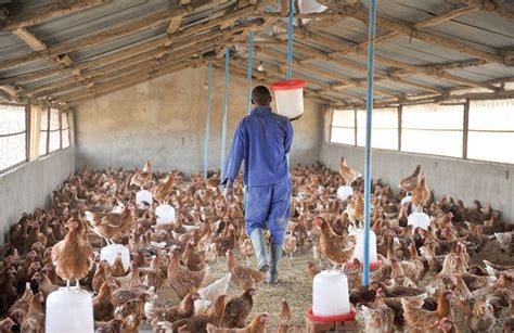 Bird Flu Poultry Farmers Lose Shs 2bn