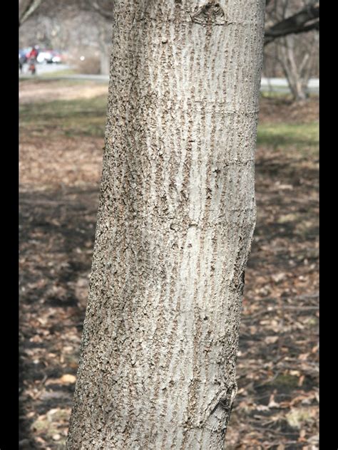 American Linden Tree Bark