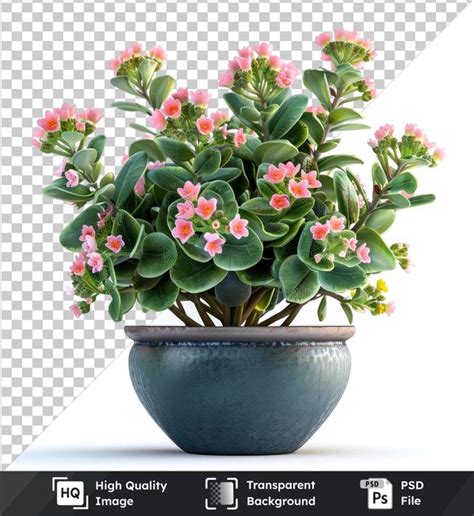 Fundo Transparente Psd De Uma Kalanchoe Lariniata Em Vaso Uma Linda