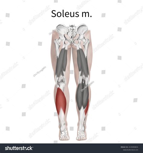 3d Medical Illustration Explain Soleus Muscle Stock Illustration