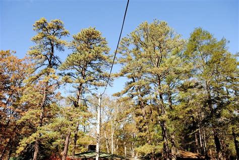 Photo Of The Habitat View Of Northern Pitch Pine Pinus Rigida Posted