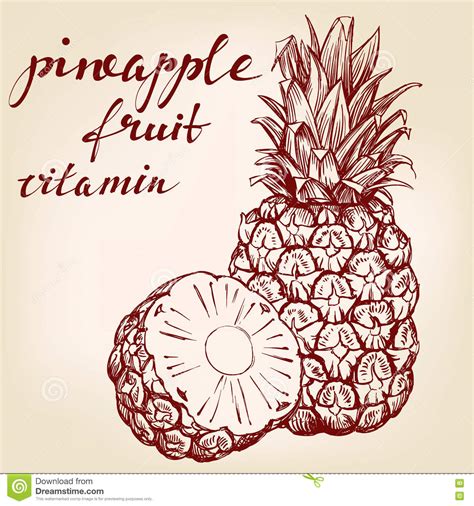 Fruit Pineapple Set Hand Drawn Vector Illustration Sketch Stock Vector Illustration Of