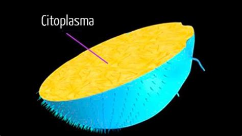 ¿qué Es El Citoplasma Funciones Estructura Y Características