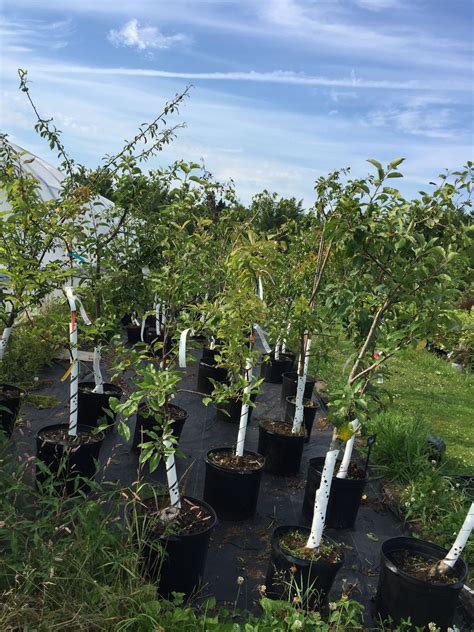 Fruit Trees - What Should You Plant For Success? - Island Pride Garden Co.