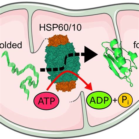 3 The HSP60 10 Chaperonine Folds Proteins In The Mitochondrial Matrix