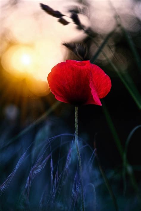 Coquelicot Au Coucher Du Soleil Affiches Et Impressions Par Sabine