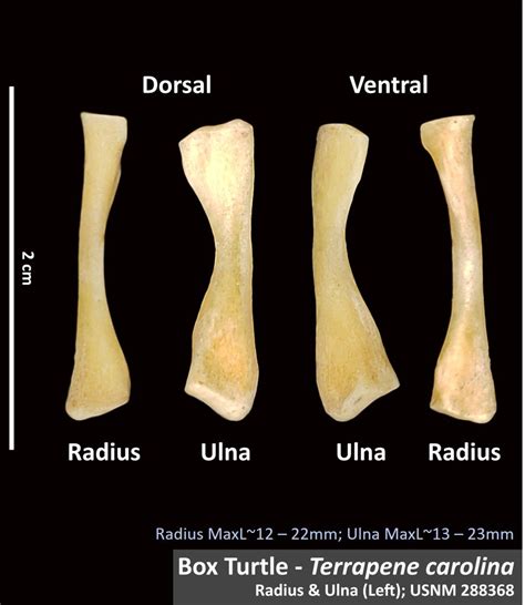 Common Box Turtle Radius – OsteoID Bone Identification