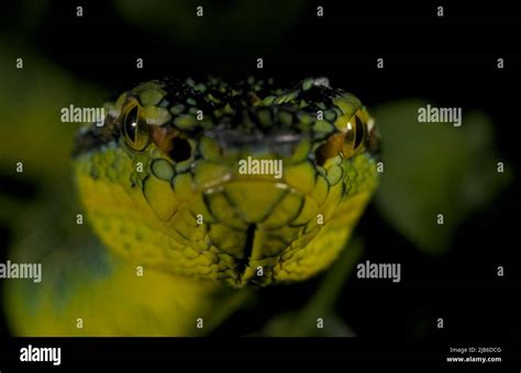 Temple Pit Viper Trimeresurus Wagleri Hi Res Stock Photography And