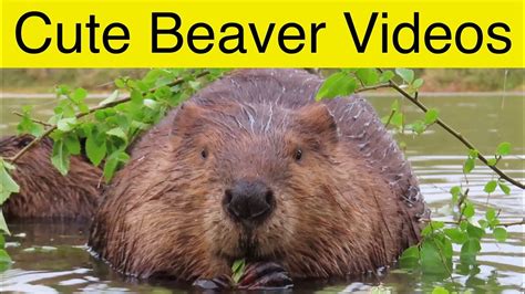 Video Clips Of Beavers Being Beavers Youtube