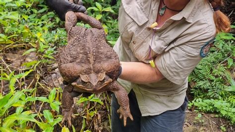 Toadzilla Australian Park Rangers Discover Record Breaking Cane Toad