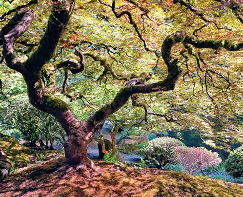 Japans Mighty Oak Read This Story On