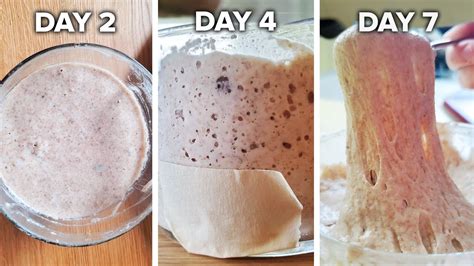 How To Make A Sourdough Starter From Scratch Tasty Youtube