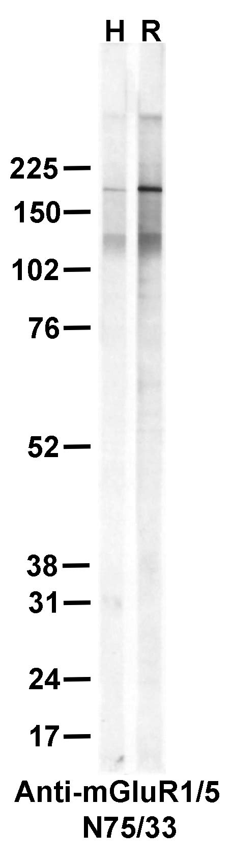 Addgene Antibody Data Hub Anti Mglur Group I Glutamate Receptor