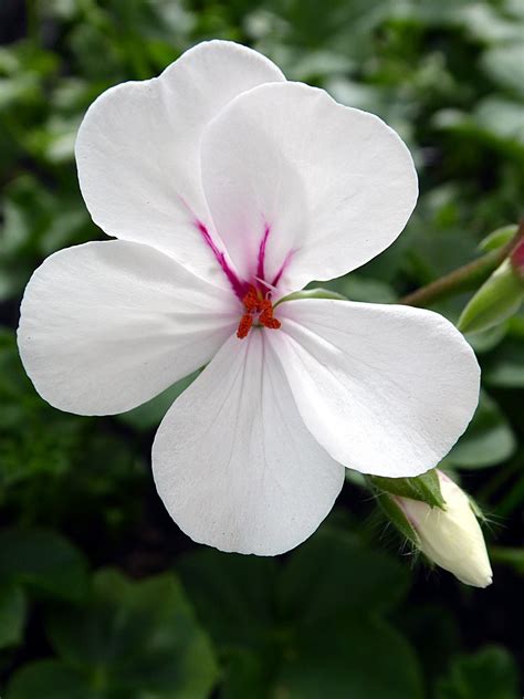 Geranium Pelargonium Bloem Gratis Foto Op Pixabay Pixabay