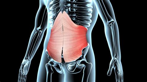 Mięsień poprzeczny brzucha anatomia funkcje i ćwiczenia