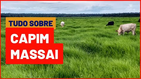 Vídeo mais completo sobre o CAPIM MASSAI pecuária YouTube