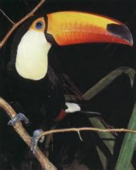 blue planet biomes toco toucan