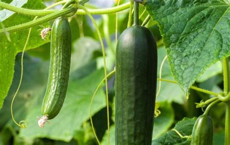 Los Secretos Del Cultivo De Pepinos Mis Consejos Jardiner A