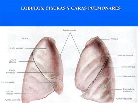 C5 Morfologia Del Sistema Respiratorio PPT