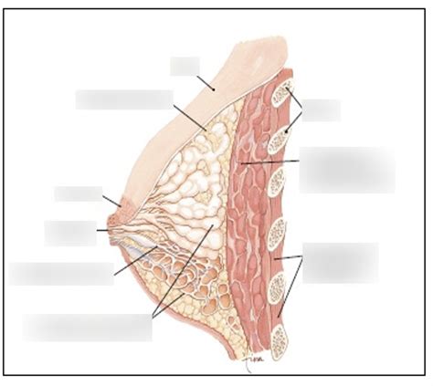 Mammary Glands Diagram Quizlet