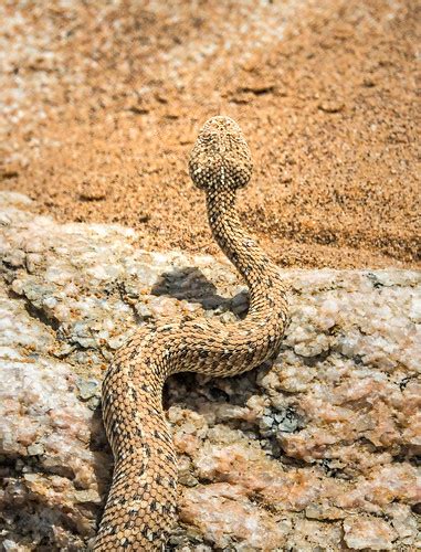 Juvenile Peringuey S Adder Bitis Peringueyi Swakopmund Flickr