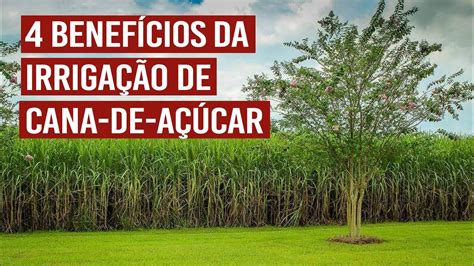 4 benefícios da irrigação de cana de açúcar YouTube