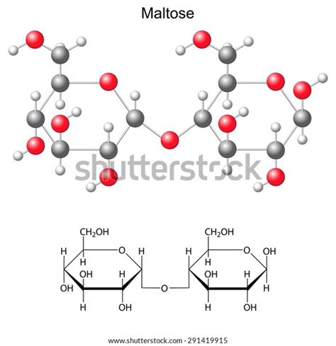 Structural Chemical Formula Model Maltose 2d Stock Vector (Royalty Free) 291419915