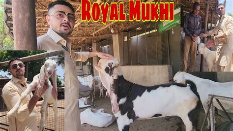 India S Finest Goat Breeding Setup Update The Most Royal Goat Farm