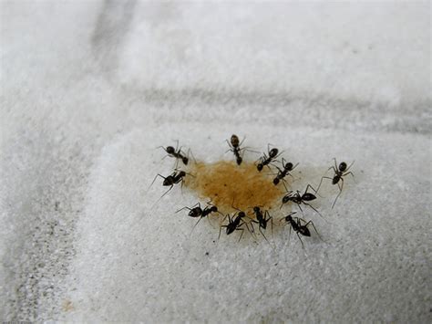 Ideas 45 of Sugar Ants In Kitchen | spectrosci