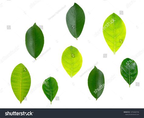 shapes leaves  white background stock photo