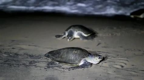 Nearly 5 Lakh Olive Ridley Turtles Lay Eggs In 3 Days At Gahirmatha