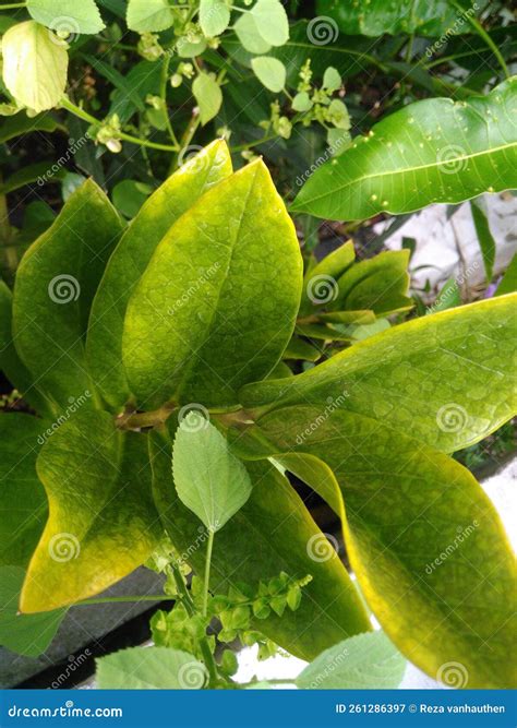 This Wild Plant Grows by Spreading Upwards Stock Image - Image of
