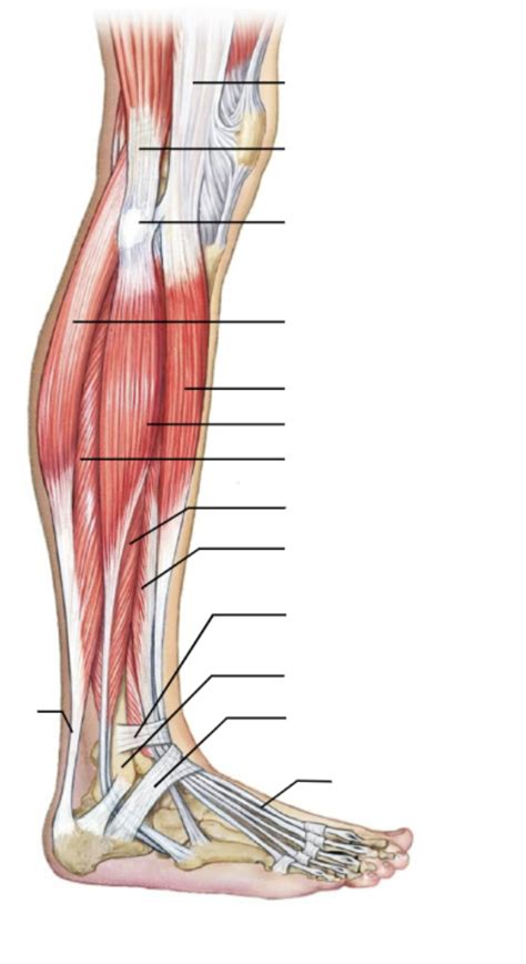 muscles that more the foot and toes medial and lateral views Diagram | Quizlet