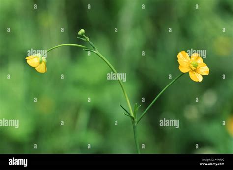 Lesser Spearwort Ranunculus Flammula Stock Photo Alamy