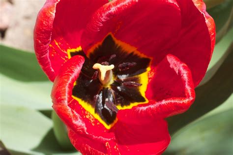 Fotos Gratis Flor P Talo Tulip N Rojo Flora Tuilp Fotograf A