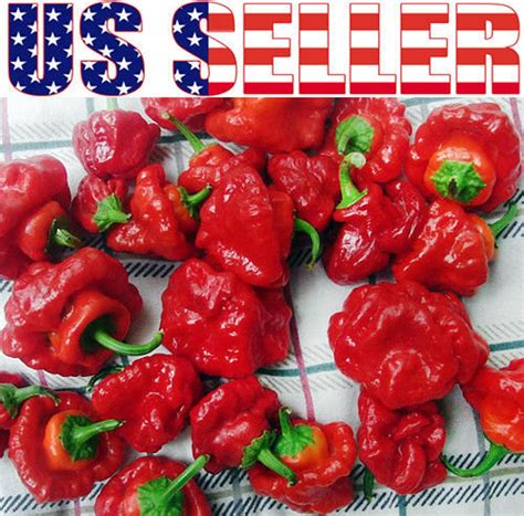 Scotch Bonnet Jamaican Hot Red Pepper Seeds Heirloom Etsy