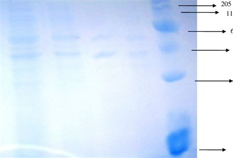 SDS PAGE of purified β galactosidase from Lactobacillus plantarum The