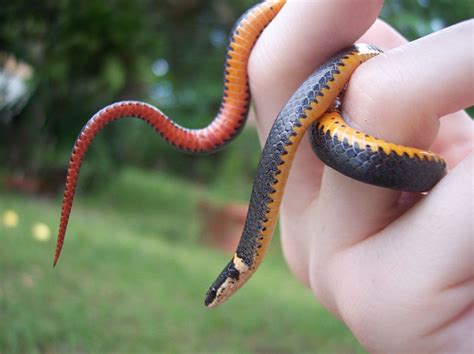 Ringneck Snake Types, Facts, and Pictures