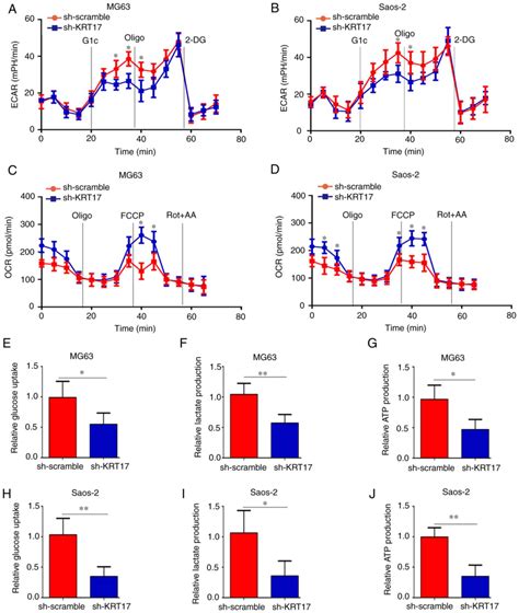 Knockdown Of Krt Decreases Osteosarcoma Cell Proliferation And The