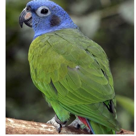 Blue Headed Pionus #168402 for sale in Shop Online, WA