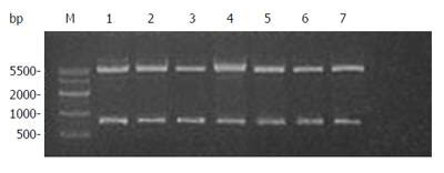 Effects Of Recombinant Human Canstatin Protein In The Treatment Of