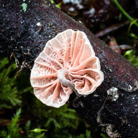 California Fungi Marasmiellus Candidus