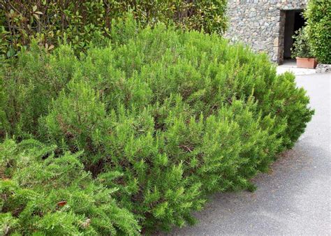 Rosemary Hedge Creating Aromatic Borders For Your Garden