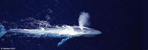 Blue whale, World Wildlife Fund | Whale species, Whale, Blue whale