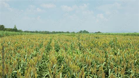 Millet field Stock Photo | Adobe Stock