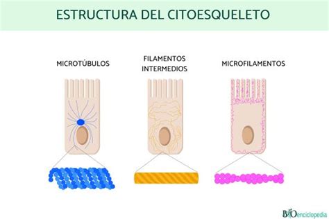 Citoesqueleto Qu Es Funci N Y Estructura Resumen