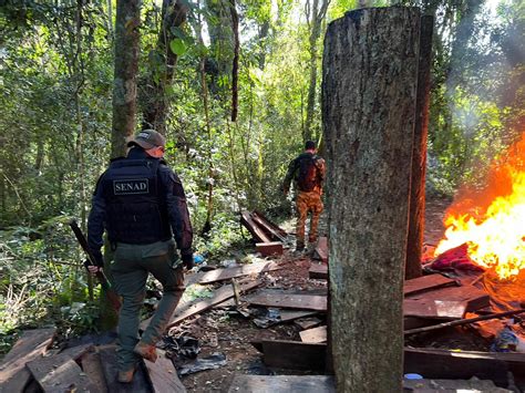 Destruyen M S De Toneladas De Marihuana En Acunday Frontera