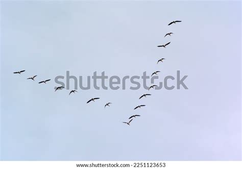 Canada Geese Flying V Formation Stock Photo 2251123653 | Shutterstock